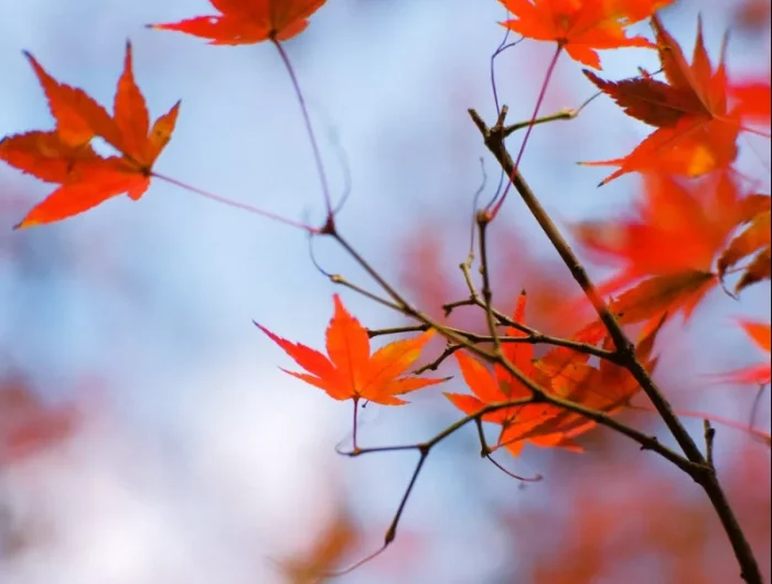 feuillage érable du japon idée quel arbre pour petit jardin coloré