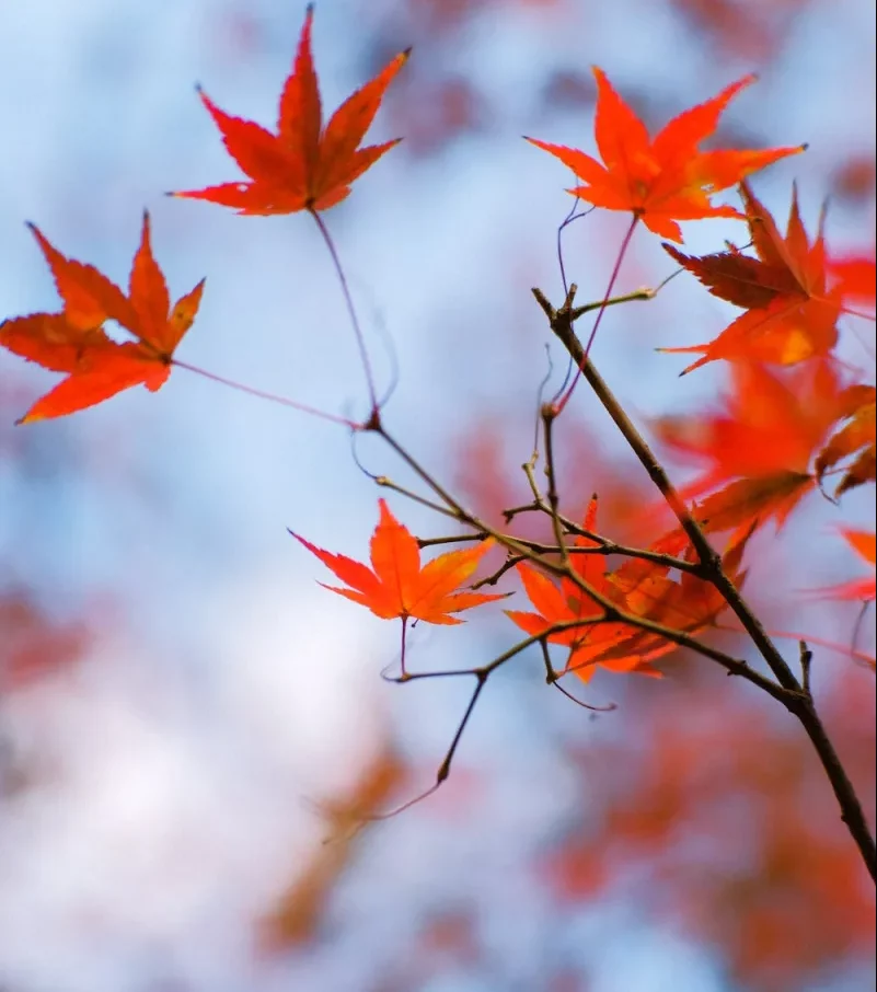feuillage érable du japon idée quel arbre pour petit jardin coloré