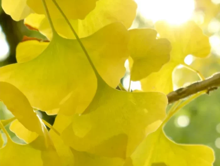 feuille de ginko biloba idée feuillage coloré de jaune automne arbre
