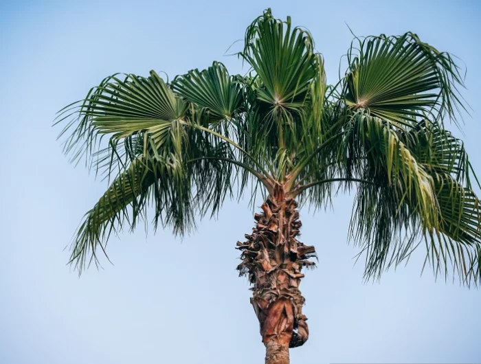 feuilles de palmier plante geante tronc traitement souche