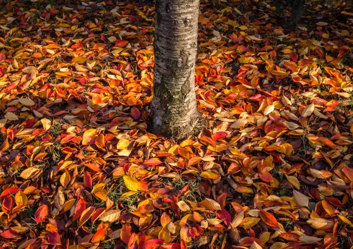 feuilles mortes autour d un arbre compost