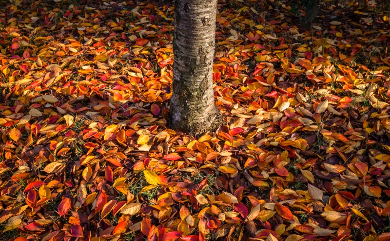 feuilles mortes autour d un arbre compost
