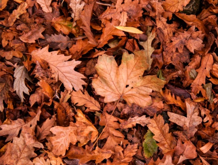 feuilles mortes marron
