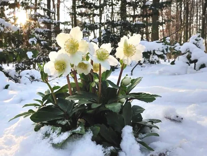 fleur resistant au gel et a la neige altitude helleborus sous la neige