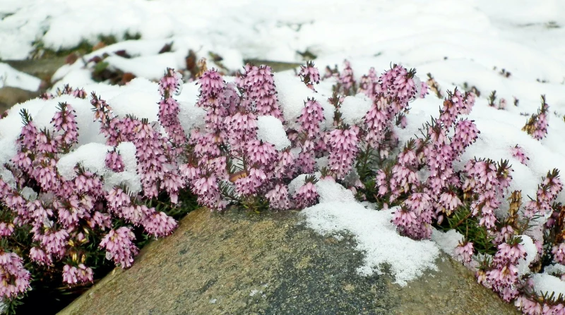 fleurs de bruyre qui ne gelent pas cimetiere neige