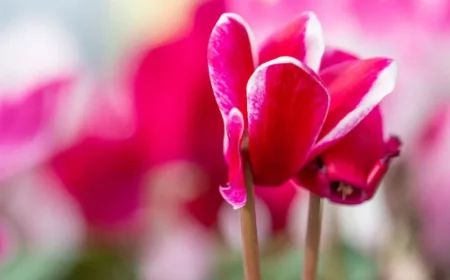 fleurs hivernales idée cyclamen d hiver fleur qui s épanouit en hiver