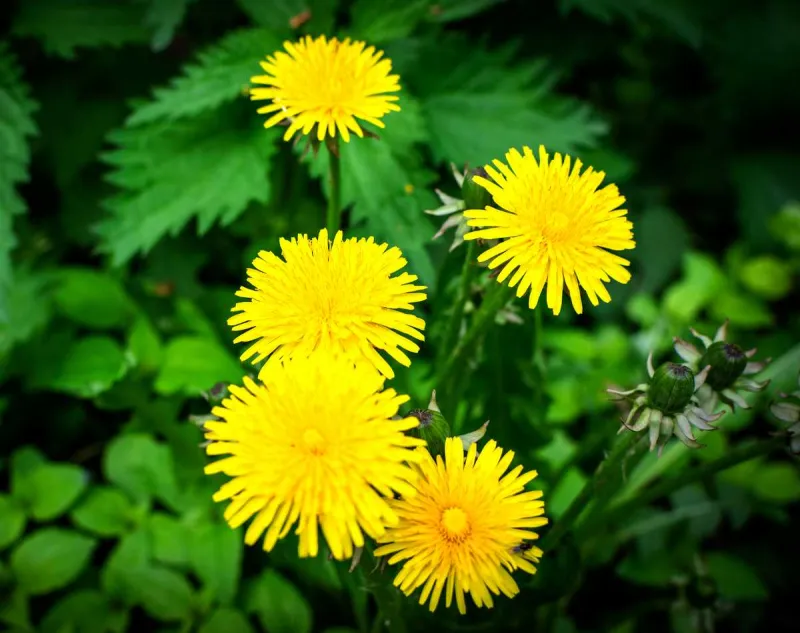 fleurs jaunes plantes dans sol argileux