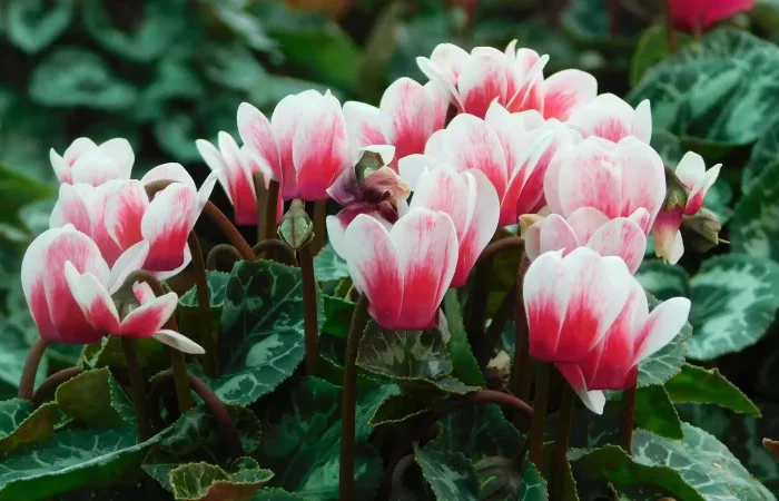 fleurs qui tiennent l hiver cyclament pleine terre couleur rose et blanche