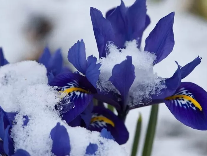 fleurs resiatant au gel et a la neige iris