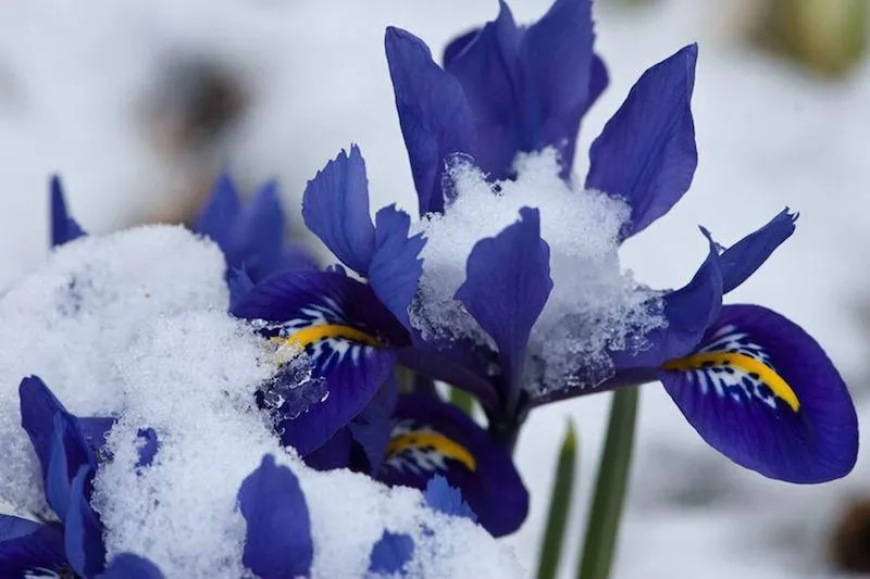 fleurs resiatant au gel et a la neige iris