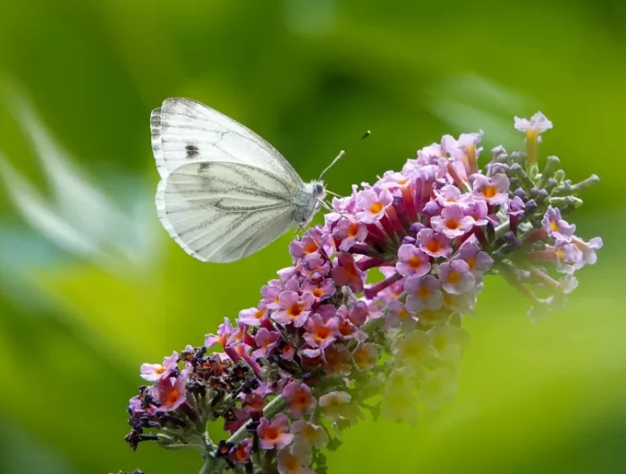 floraison arbuste de jardin ornementale papillon entretien floraison