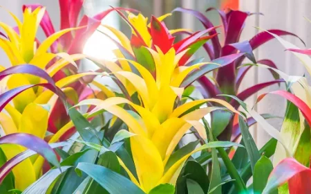 floraison du bromelia comment la forcer
