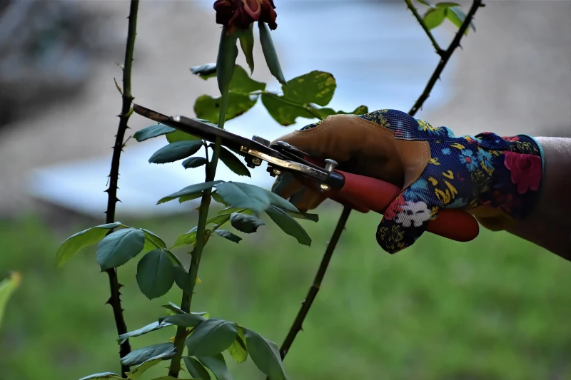 gants de jardinage secateur couper branches mortes rosiers automne
