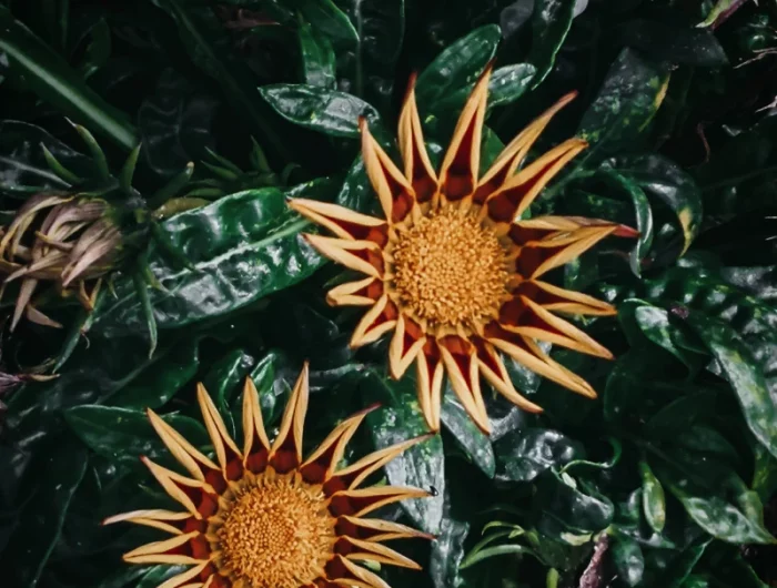 gazania fleurs vivace orange feuilles vertes