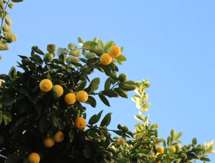 grand citronnier avec beaucoup de fruits citrons jaunes