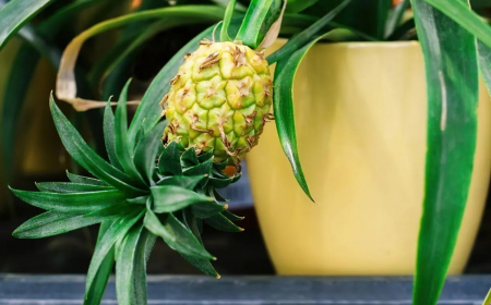 guide detaille pour reussir la culture de l ananas