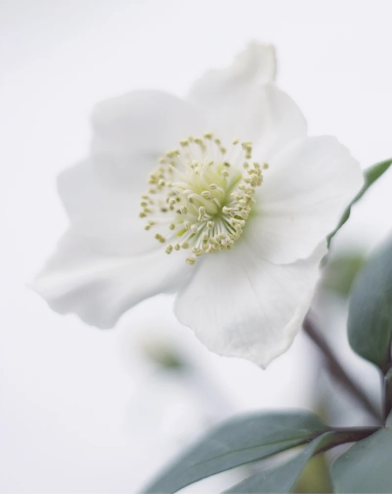hellebore de noel fleur blanche pour cimetiere