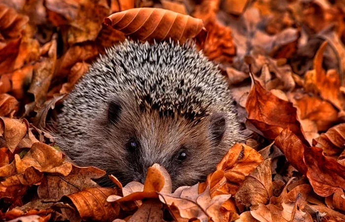 herissons feuilles mortes maison