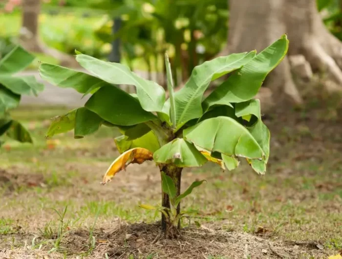 hiverner un bananier en pleine terre dans le jardin