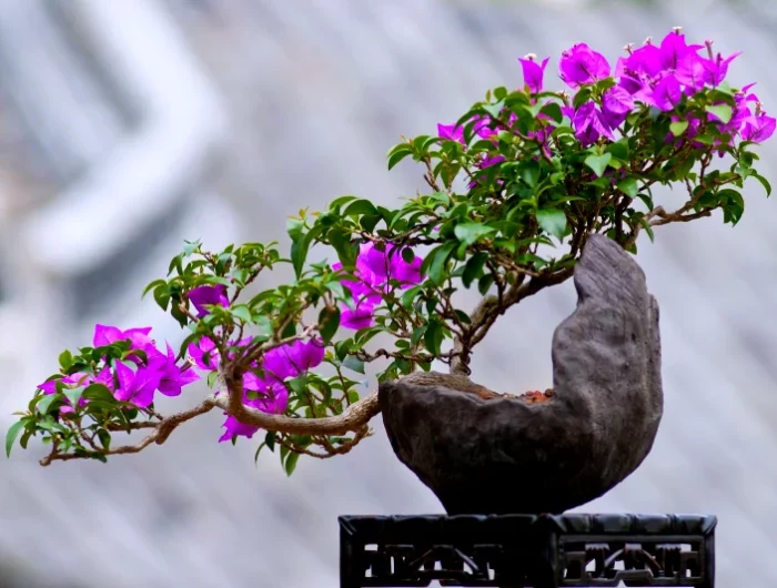 hiverner un bougainvillier en pot fleurs violettes