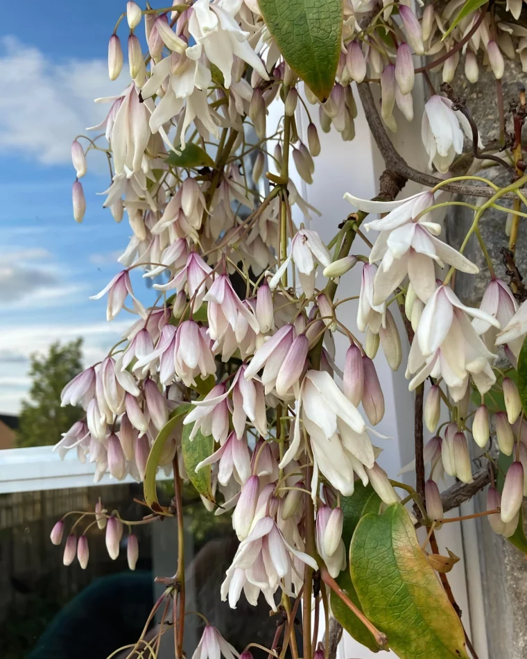 holboellia brachyandra floraison blanche violette fleurs feuillage tige