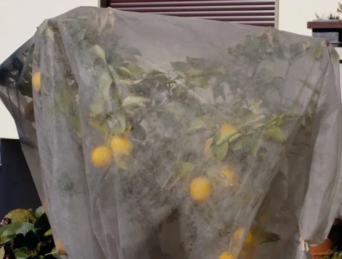 housse hivernage citronnier en pot comment entretenir un cintronnier en hiver