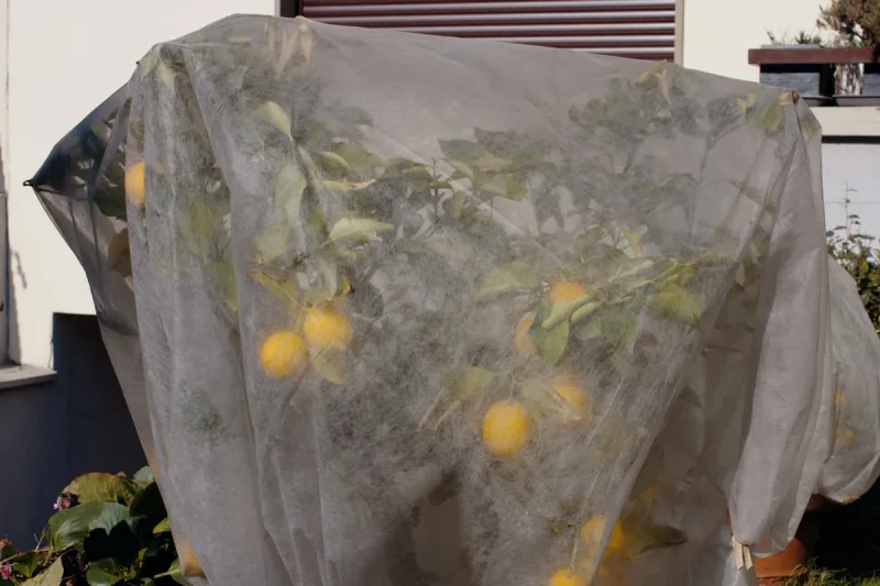 housse hivernage citronnier en pot comment entretenir un cintronnier en hiver