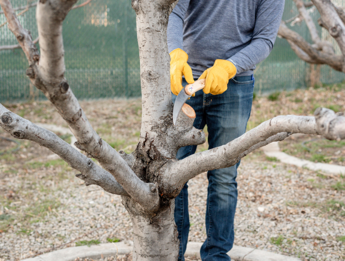 how to prune plum trees 4782376 01 ddbe6e27fa6f422ebfd40c47dfde8799