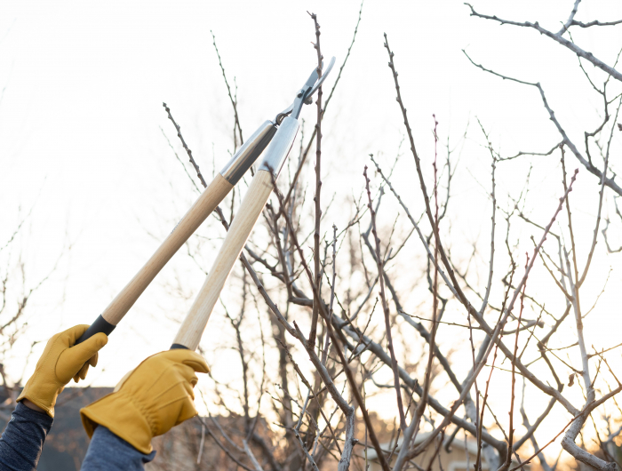 how to prune plum trees 4782376 hero 58d0de9f26034fa4b2418e00ae05aa21