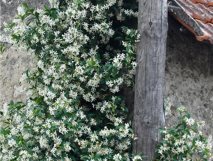 jasmin etoile avec feuilles verts et fleurs blancs
