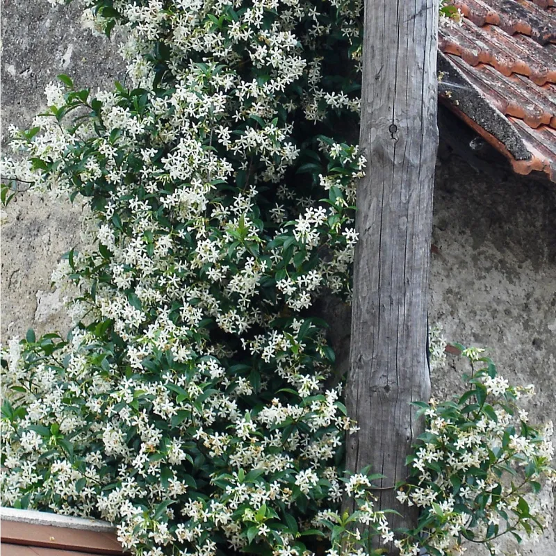 jasmin etoile avec feuilles verts et fleurs blancs