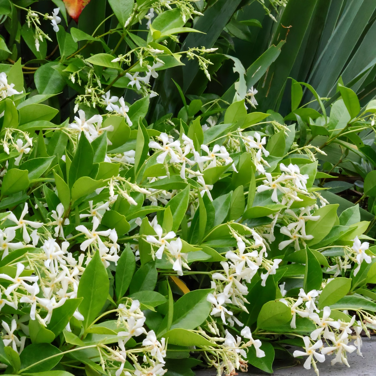 jasmin etoile plante floraison blanche feuillage jardin