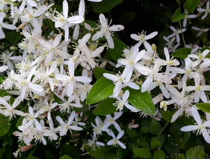 jasmin qui ne perd pas ses feuilles en hiver et fleur blanc