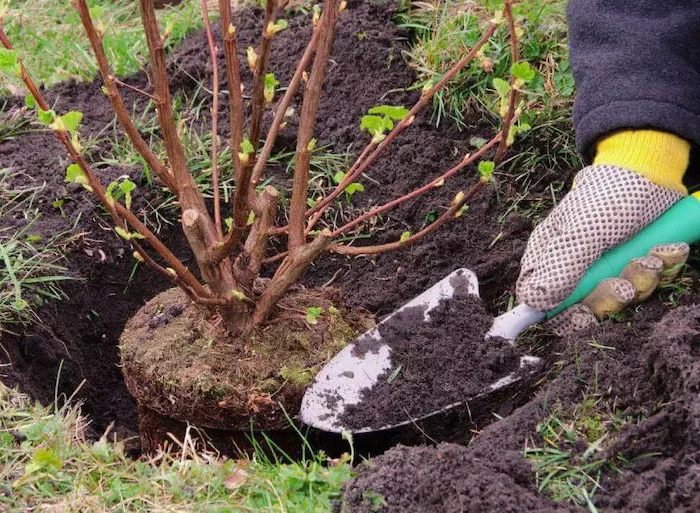la meilleure periode de l'année pour planter des arbustes fruitiers une main enterrant un plant