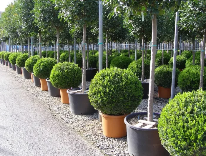 la meilleure période de lannee pour planter des arbustes centre commercial