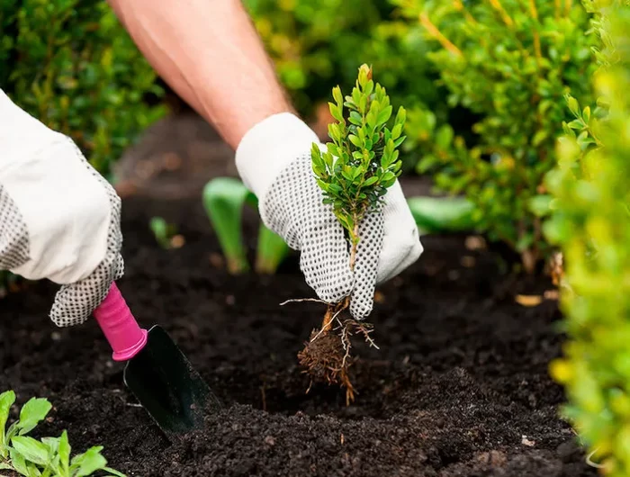 la meilleure période de l'année pour planter des arbustes deux mains en gants fouillent dans le solhumide
