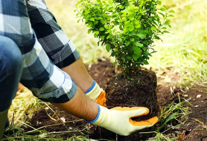 la meilleure période de l'année pour planter des arbustes homme qui plante un arbuste