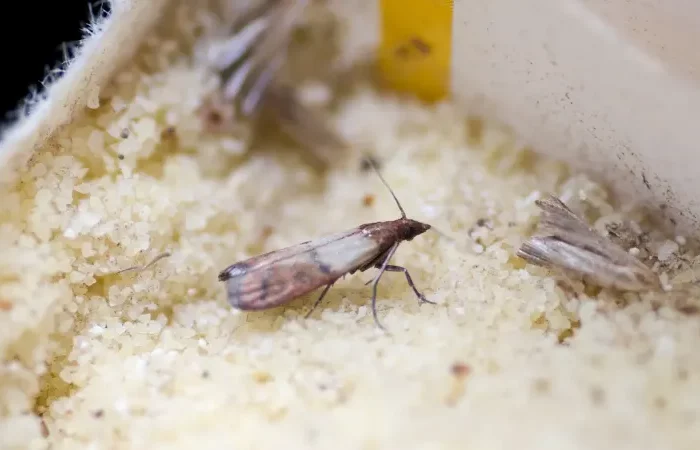 larves de mites alimentaire placard emballage insectes aliments cuisine