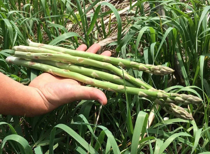 legumes dhiver asemer abri en automne asperges