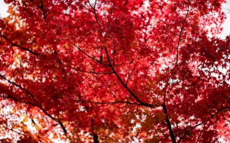 les espèces d arbres aux plus beaux feuillages d automne feuilles rouges érable du japon