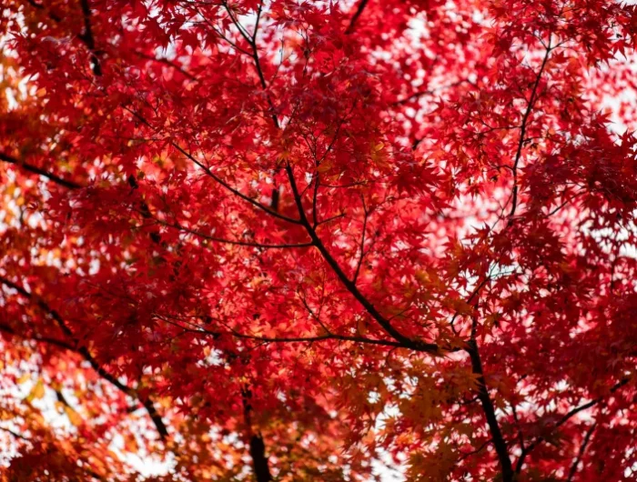 les espèces d arbres aux plus beaux feuillages d automne feuilles rouges érable du japon