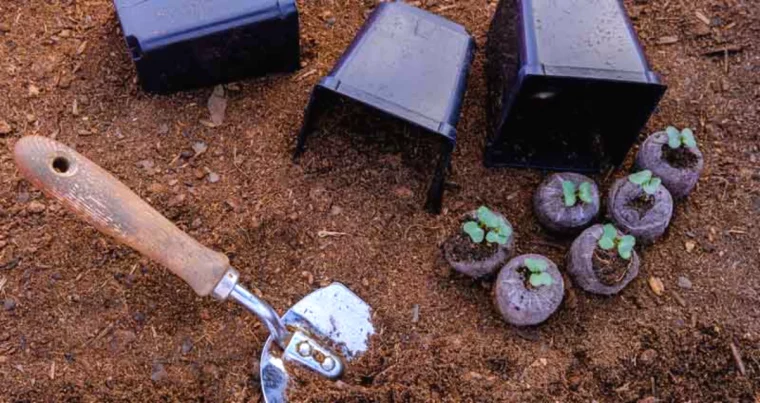 les plantes qui aiment le compost semis outils