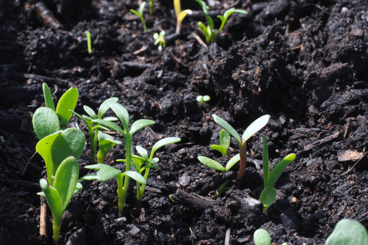 les plantes qui n aiment pas le compost