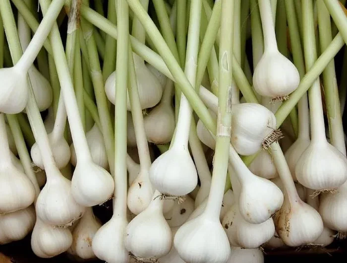 légumes d'hiver a semer aabri en automne ail