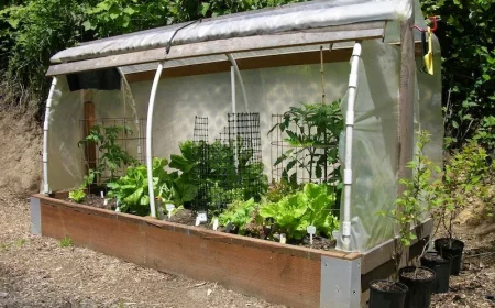 légumes d'hiver asemer aabri en automne hiver petite serre de differents legumes