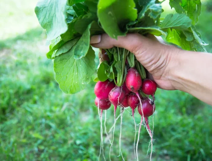 légumes d'hiver asemer àlabri en automne qubec radis dansune main