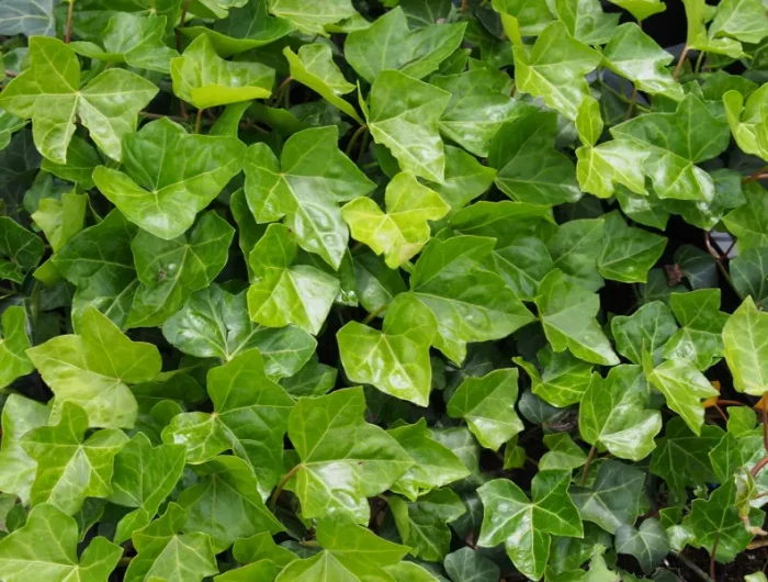 lierre un plant qui ne perd pas ses feuilles en hiver