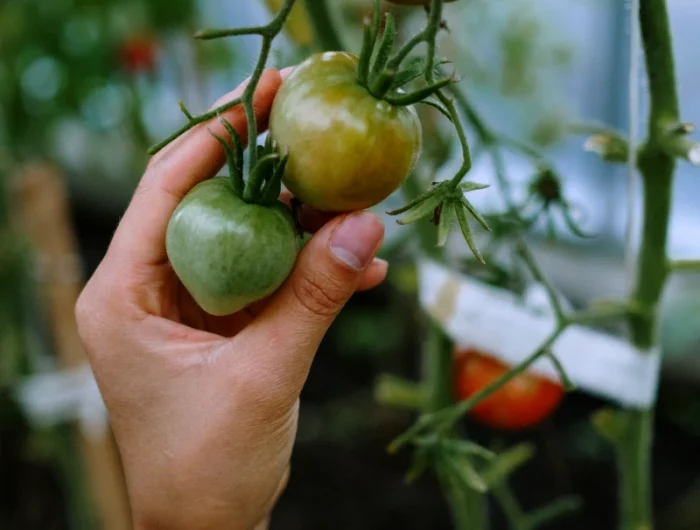 main qui prend des tomates vertes