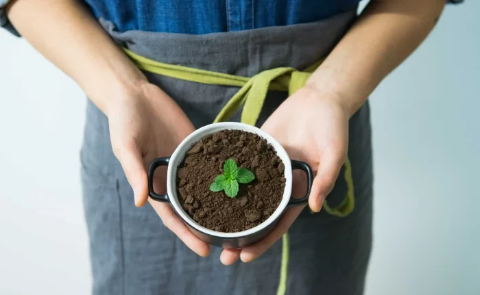 marc de café comme engrai naturel terre maisn pot terre plante verte
