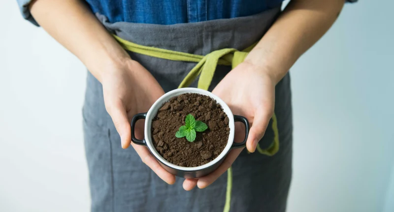 marc de café comme engrai naturel terre maisn pot terre plante verte